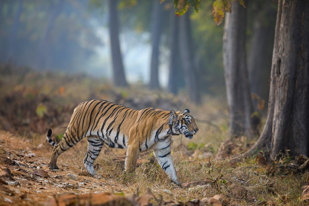 wildlife conservation efforts in india
